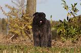 BOUVIER DES FLANDRES 289